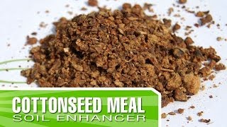 Cottonseed Meal  How to enrich your soil using Organic Amendments [upl. by Maxima147]