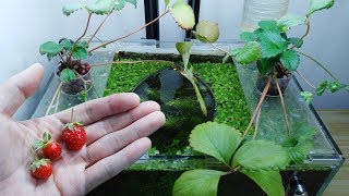 Ep12 Strawberry Betta Tank I Eat a Strawberry No filter No CO2 NO ferts Nano Tank [upl. by Hofmann]