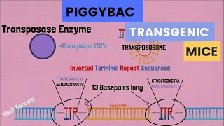 Transgenic mice [upl. by Acinoda]