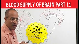 Blood Supply of Brain  Circle of Willis  Part 1111 [upl. by Adall]