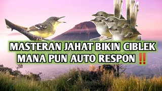 masteran suara ciblek paling cepat respon‼️bikin ciblek rajin bunyi [upl. by Tucky]