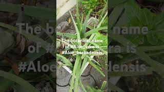 The botanical name of Aloevera is Aloebarbadensis एलोवीरा [upl. by Elime722]