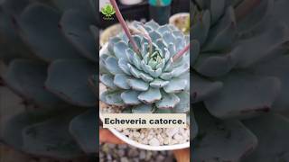 Echeveria catorce🌱 [upl. by Antonin]