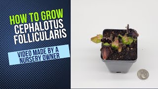 Cephalotus Grow Guide [upl. by Colbye471]