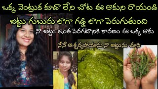 hair mask బోడి గుండు మీద కూడా గడ్డి లాగా జుట్టుని తెప్పించే Rosemary for hair growth in Telugu [upl. by Sik]