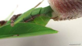 Oxyopsis gracilis lays an ootheca [upl. by Furiya]