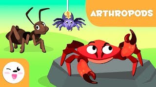 Arthropods for kids  Invertebrate animals  Natural Science For Kids [upl. by Ikin]