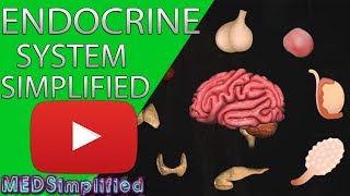 Human Endocrine System Made simple Endocrinology Overview [upl. by Nowad]