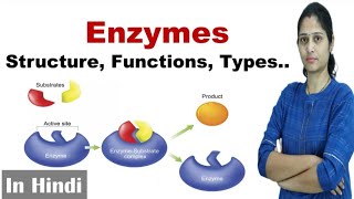 Enzymes  Structure Function Types  NEET  Biomolecule  In Hindi  Science Explored [upl. by Trebreh]