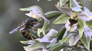 Orchid pollination 7 Pollination of Epipactis helleborine by wasps part 2 [upl. by Erlinna]