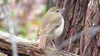 Hermit Thrush [upl. by Rubliw]