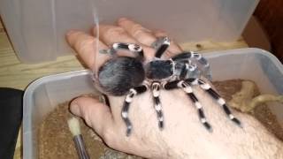 Acanthoscurria Geniculata Handling Brazilian White Knee [upl. by Naget]