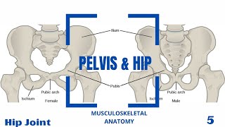 Hip Joint Ligaments amp Movements [upl. by Ykcin]