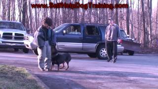 Rottweiler Personal Protection Training K91com [upl. by Jobye]