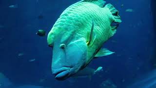 Facts About Humphead Wrasse [upl. by Baniez]