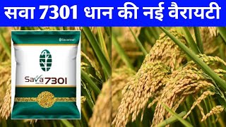 सवा 7301 धान की नई वैरायटी की जानकारीSava 7301 dhanSava Smart Rice 7301 Paddy new veriety [upl. by Sefton]