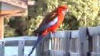 Crimson Rosellas in Canberra [upl. by Penman]