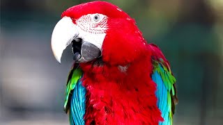 Scarlet macaw Natural sounds [upl. by Hevak]