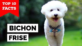 Bichon Frise  Top 10 Facts [upl. by Annawik862]