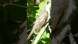 Yellowbilled cuckoo [upl. by Leeban783]