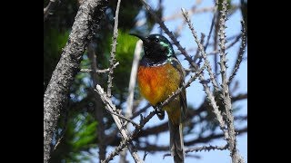 Orangebreasted Sunbird  Filmed by Greg Morgan [upl. by Enyrhtak]