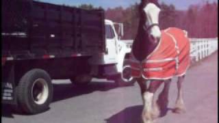 Barrys Clydesdale Horses Coming Inside [upl. by Nilyaj274]