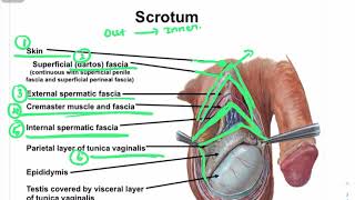 🔴COMPLETE ANATOMY OF SCROTUM Tamil LAYERS amp FUNCTIONS OF SCROTUM MALE REPRODUCTIVE SYSTEM🔴 [upl. by Gile645]