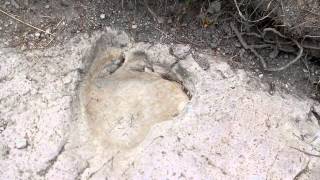 Trace FossilsDinosaur Valley State Park Glen Rose Texas 2012 [upl. by Atiuqet]