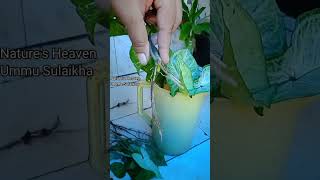 🤩 Syngonium podophyllum Best indoor plant for decoration pleasesubscribemychannel naturenew [upl. by Nytsua]