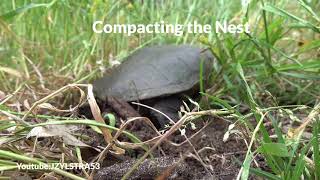 Long neck Turtle Laying eggs 4k 16 10 2021 [upl. by Negeam983]