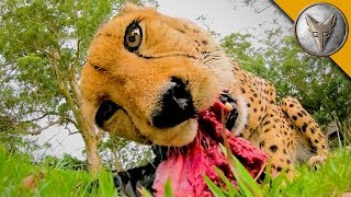 MEATING a Cheetah [upl. by Cass]