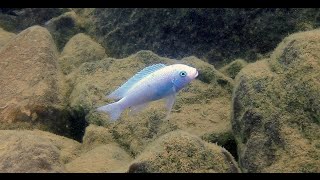 Nakantenga Island Lake Malawi Cichlids  Maleri islands  HD Underwater Footage [upl. by Ditmore]