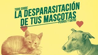 DUDAS comunes sobre la DESPARASITACIÓN de gatos y perros 🐱🐶👾 [upl. by Ecikram915]