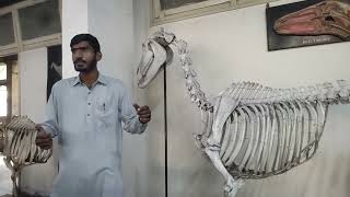 lecture  1Veterinary Anatomy course Introduction 1st semesterveterinary anatomy in hindiUrdu [upl. by Kemp474]