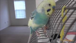 Mango the non stop talking budgie [upl. by Hali]