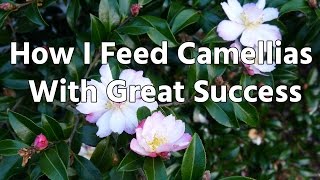 How I Feed Camellias With Great Success [upl. by Spiers]