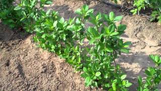 Aronia Berry Plants  DiMeos Aronia Berry Plants Nursery [upl. by Ardaid]