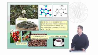 Extracción de la cafeína de las hojas de té  35  UPV [upl. by Lednic]