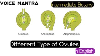 Different Type of ovules Biology  in English [upl. by Aehsat]