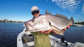 The Rivers Full Of Jewfish  Lure Fishing Noosa River [upl. by Ikilisav686]