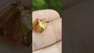 Golden Tortoise beetle viral shortsvideo short science [upl. by Mariken]