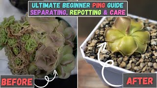 Ultimate Pinguicula Mexican Butterwort Beginner Care Guide  Separating Repotting amp Ping Care [upl. by Floris]