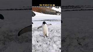 penguin in antartica 🥶 facts shorts factsdastan [upl. by Eki]