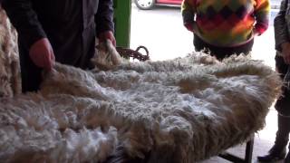 Shetland Wool Week 2014  grading wool [upl. by Aicilegna]