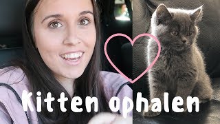 BRITSE KORTHAAR KITTEN OPHALEN amp KITTEN HAUL  VLOG [upl. by Cleodell336]