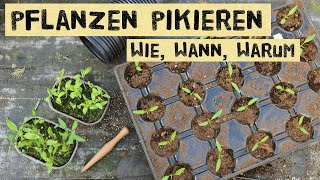 Wie und wann pikiert man Jungpflanzen Warum pikieren und nicht direkt in Töpfe säen [upl. by Sly]