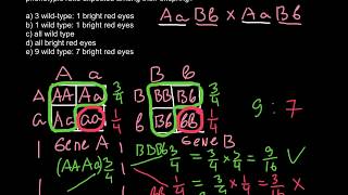 How to solve advanced genetics problems [upl. by Narual]