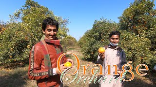 Orange Garden 2021 tour Orchard Citrus Sangtra Malta  Kinnow orange beautiful Pakistan کینو کا باغ [upl. by Netnilc]