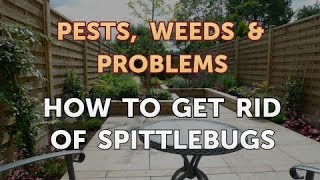 How to Get Rid of Spittlebugs [upl. by Aissila150]