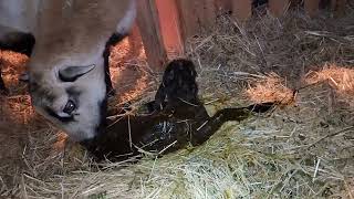 American Blackbelly ewe gives birth to lambs live birth [upl. by Idisahc945]